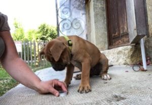 Le blog de Flair en Ligne 10 A quel âge débuter la détection?