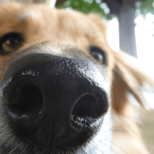 Le blog de Flair en Ligne 6 Importance de l'odorat chez le chien
