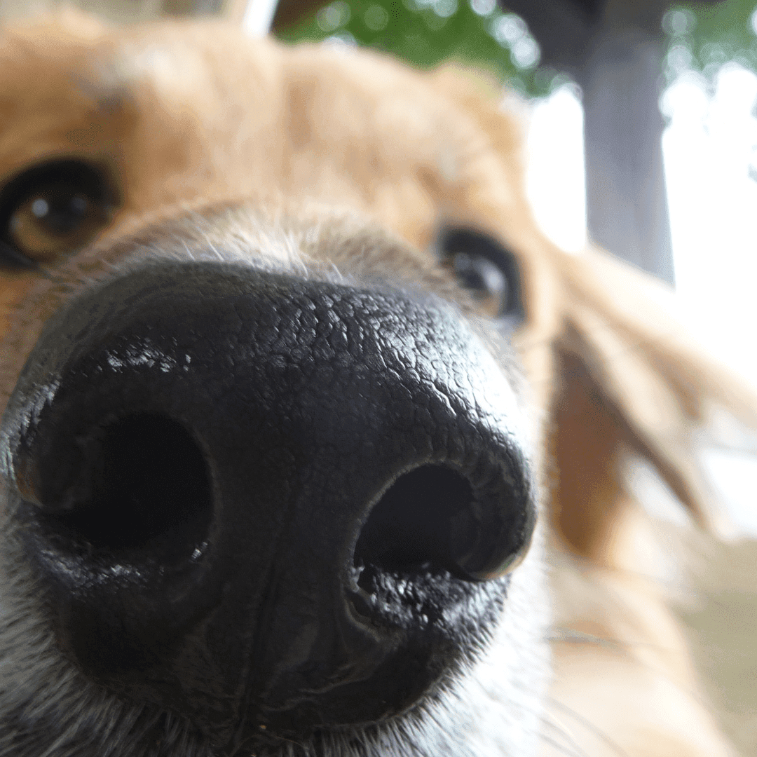 BOOT CAMP Flair & Comportement 11 Importance de l'odorat chez le chien