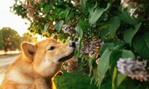 Le blog de Flair en Ligne 8 Mon chien a-t-il du flair?