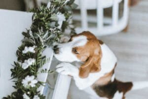 Le blog de Flair en Ligne 12 Nosework: Trace, fragrance, odeur