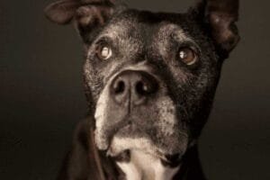 Le blog de Flair en Ligne 8 Occuper son vieux chien