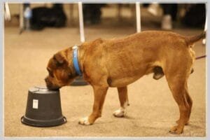 Le blog de Flair en Ligne 6 La cognition canine