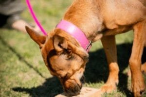Le blog de Flair en Ligne 2 A quelle fréquence entraîner son chien ?