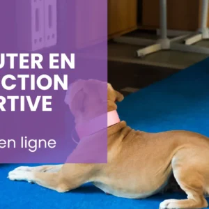 Formation en ligne débuter en détection sportive niveau 2