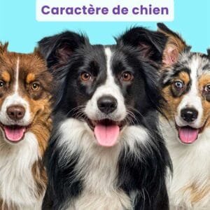 Webinaire caractère de chien