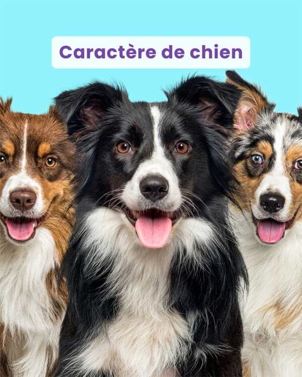 Webinaire caractère de chien