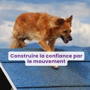 Webinaire : Construire la confiance par le mouvement