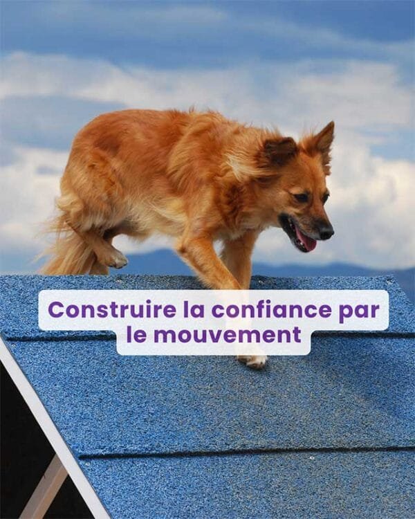 Webinaire : Construire la confiance par le mouvement