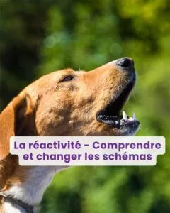 Webinaire : La réactivité… comprendre et changer les schémas