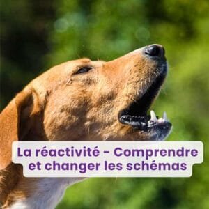 Webinaire : La réactivité… comprendre et changer les schémas