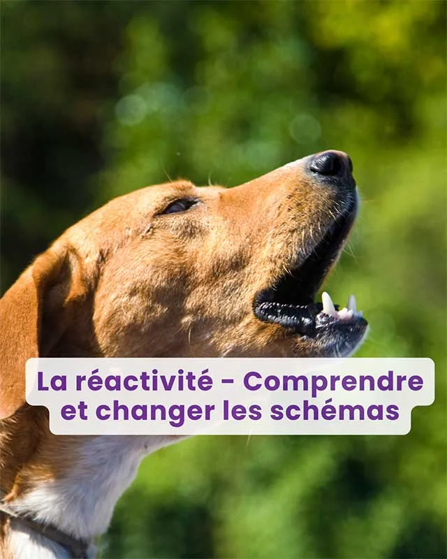 Webinaire : La réactivité… comprendre et changer les schémas 1 Webinaire : La réactivité… comprendre et changer les schémas