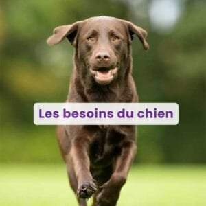 Webinaire Les besoins du chien