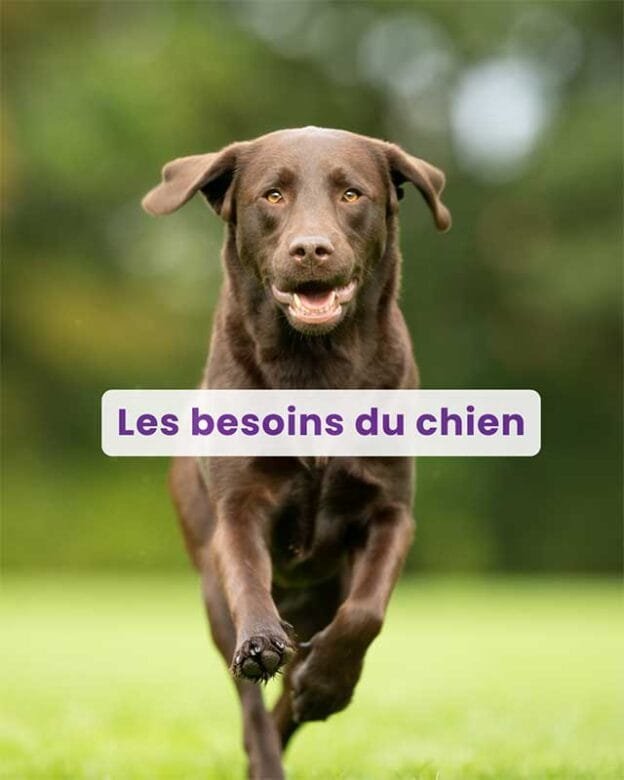 Replay du Webinaire : Les besoins du chien 2 Webinaire Les besoins du chien