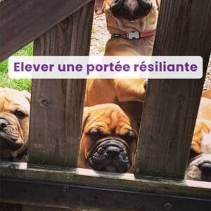 Webinaire : Elever une portée résiliante