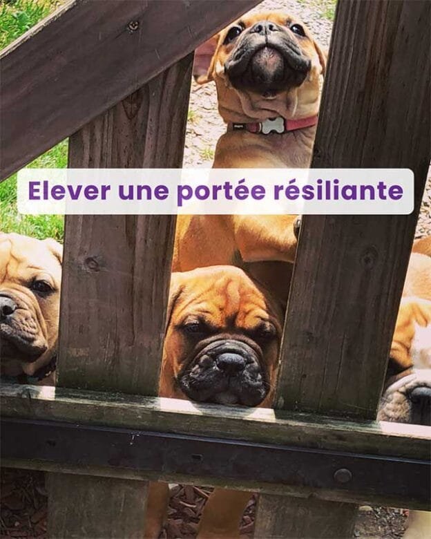 Replay du Webinaire : Elever une portée résiliante 2 Webinaire : Elever une portée résiliante