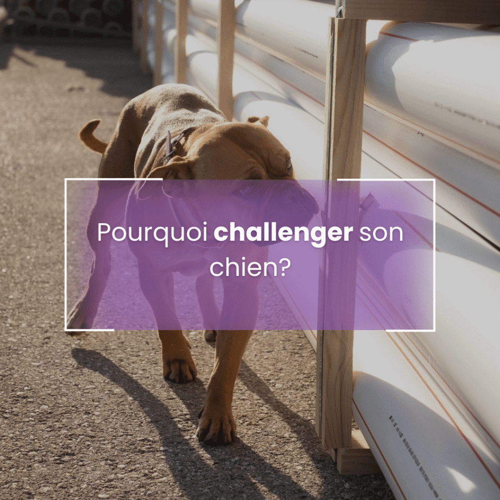 Challenger son chien en détection : progresser sans le perdre en route 1 Pourquoi challenger son chien en détection?