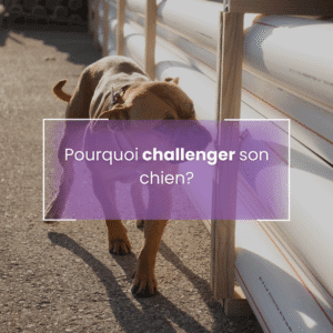 Le blog de Flair en Ligne 1 Pourquoi challenger son chien en détection?