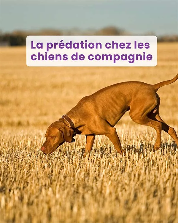 Webinaire : La prédation chez les chiens de compagnie – Comprendre et gérer un comportement naturel 1 La prédation chez les chiens de compagnie