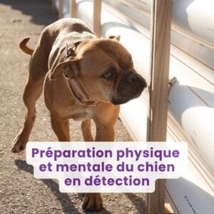 Préparation physique et mentale du chien en détection