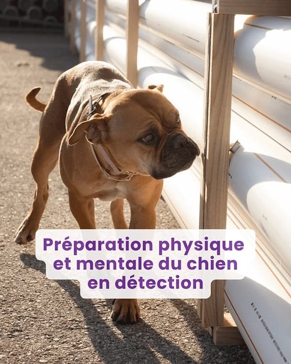 Préparation physique et mentale du chien en détection
