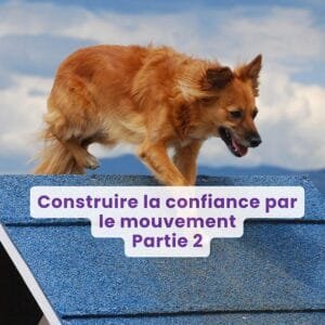 Webinaire : Construire la confiance par le mouvement - Partie 2