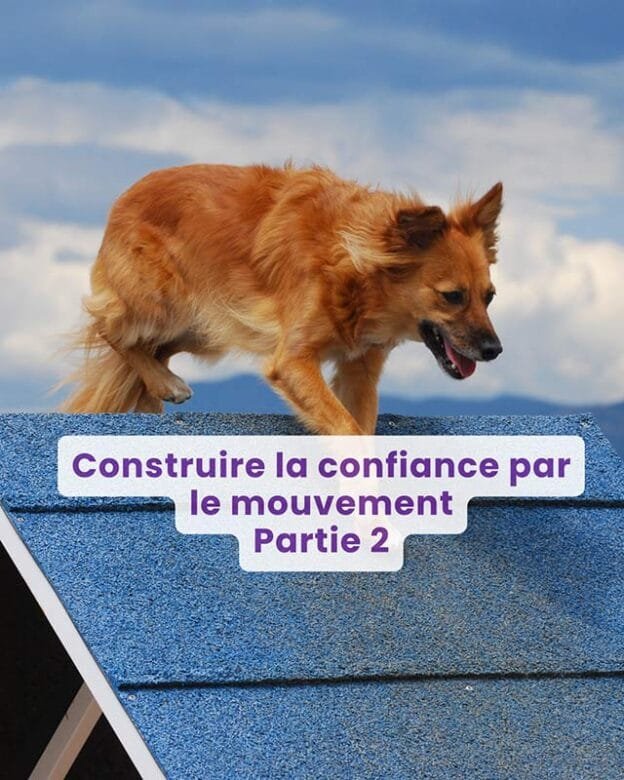 Webinaire : Construire la confiance par le mouvement - Partie 2