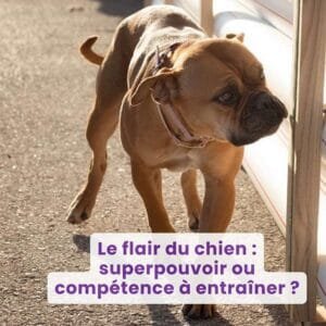 Le flair du chien : superpouvoir ou compétence à entraîner