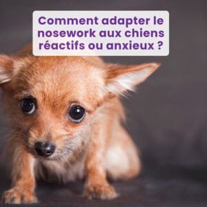 Comment adapter le nosework aux chiens réactifs ou anxieux