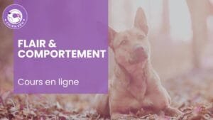 Flair & comportement : apaiser l’émotion, transformer le comportement