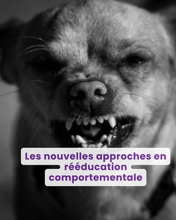 Les nouvelles approches en rééducation comportementale