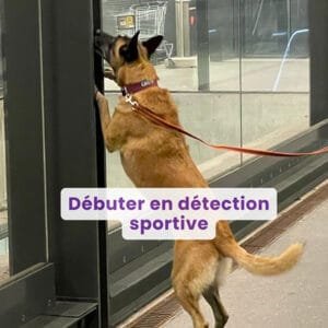 Webinaire : Débuter en Détection Sportive avec ton chien