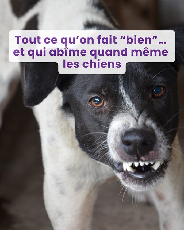 Webinaire : Tout ce qu’on fait “bien”… et qui abîme quand même les chiens
