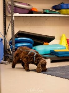 Le blog 1 Les 9 grandes difficultés en détection sportive