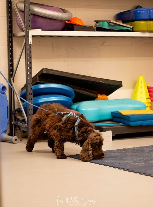 Les 9 grandes difficultés en détection sportive 1 Les 9 grandes difficultés en détection sportive