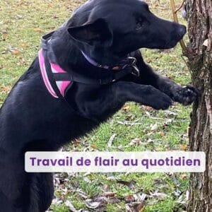 Webinaire travail du flair au quotidien