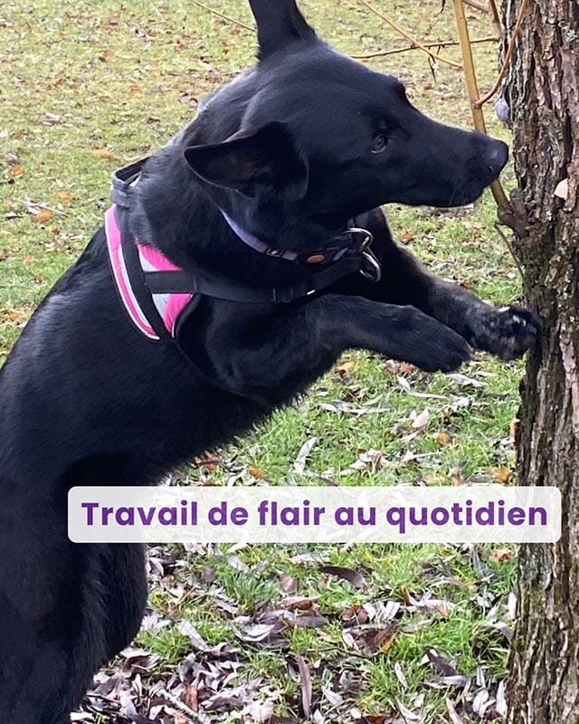 Webinaire travail du flair au quotidien