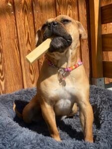 Le blog 1 Mastication & mémoire : et si on apprenait mieux en mâchant ?