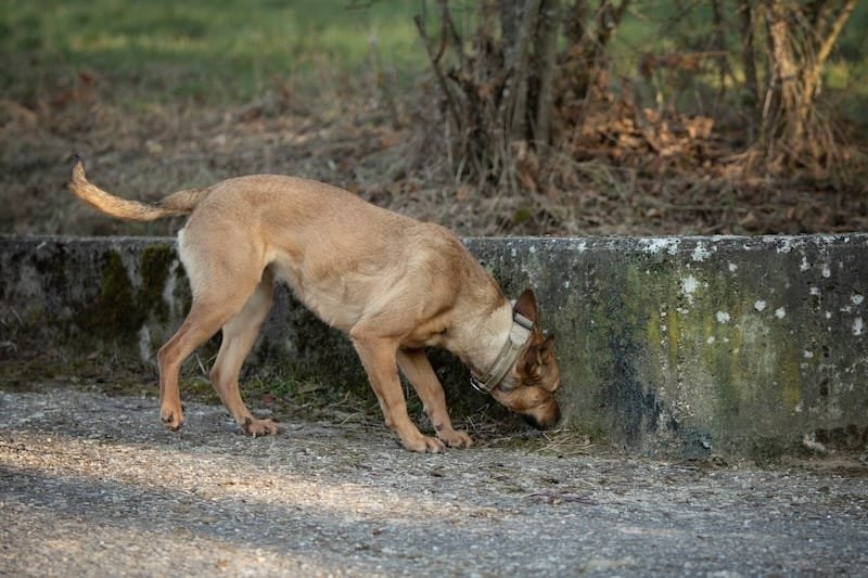 Le sniffari : et si tu laissais enfin ton chien te montrer le chemin ?