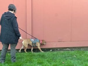 Concours Nosework
