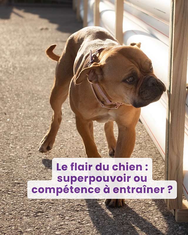 Webinaire : Le flair du chien : superpouvoir ou compétence à entraîner ?