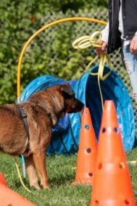 Les différents niveaux de compétence en Nosework