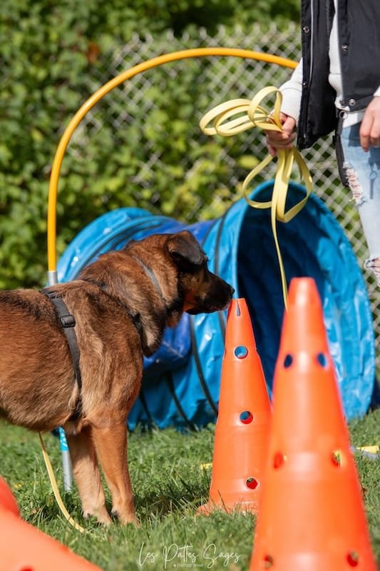 Les différents niveaux de compétence en Nosework