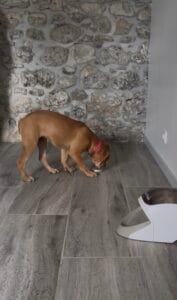 Introduire le nosework à un chiot : moins en faire, mieux faire