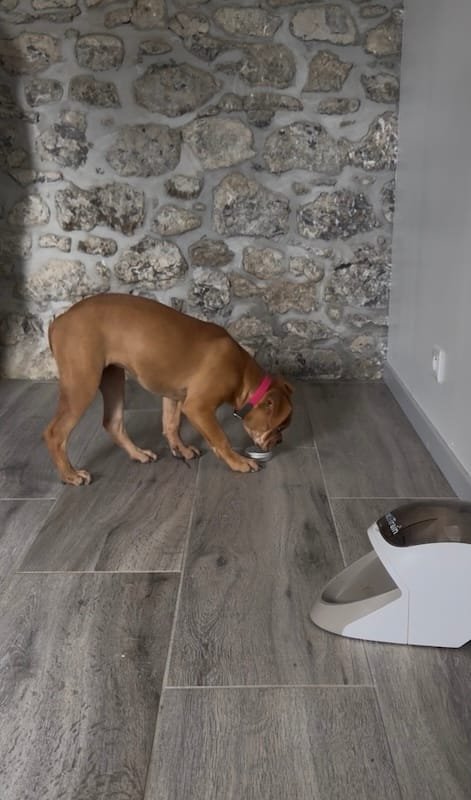 Introduire le nosework à un chiot : moins en faire, mieux faire