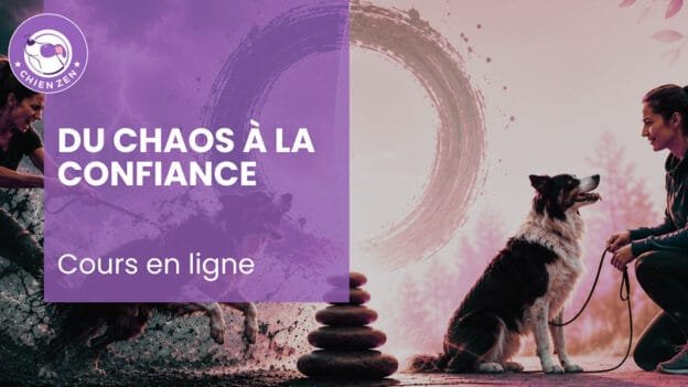 Du chaos à la confiance : comprendre et développer l’auto-régulation chez le chien