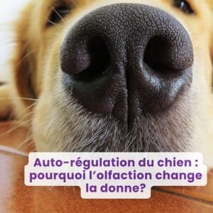 Webinaire : Auto-régulation du chien : pourquoi l’olfaction change la donne ?