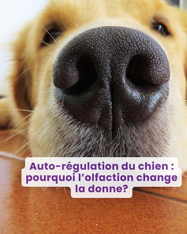 Webinaire : Auto-régulation du chien : pourquoi l’olfaction change la donne ?