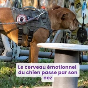 Le cerveau émotionnel du chien passe par son nez
