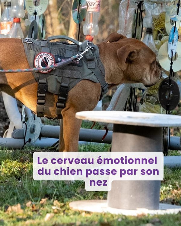 Le cerveau émotionnel du chien passe par son nez